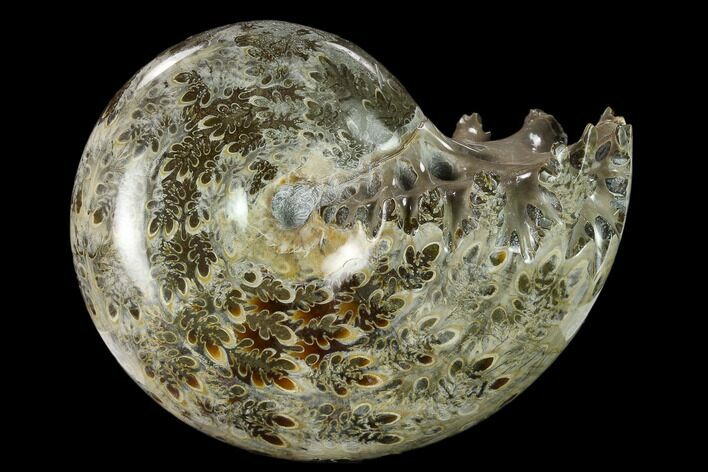 Polished, Agatized Ammonite (Phylloceras?) - Madagascar #132133